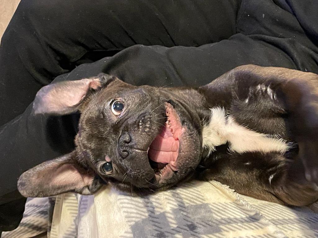 MathewJohns's tweet photo. @MILBVRN for pet of the month here is Bobby https://t.co/0Kr49QXfdY