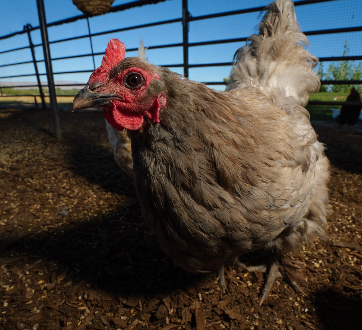 In summer's shade, the chicken waits with glee,
For tasty treats, as happy as can be!

(retweet to send a treat live.ourchickenlife.com)