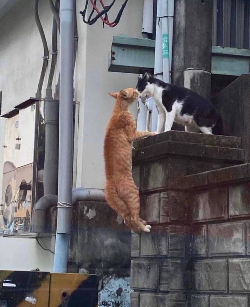 𝕬𝖕𝖔𝖈𝖆𝖑𝖞𝖕𝖘𝖊 tweet media