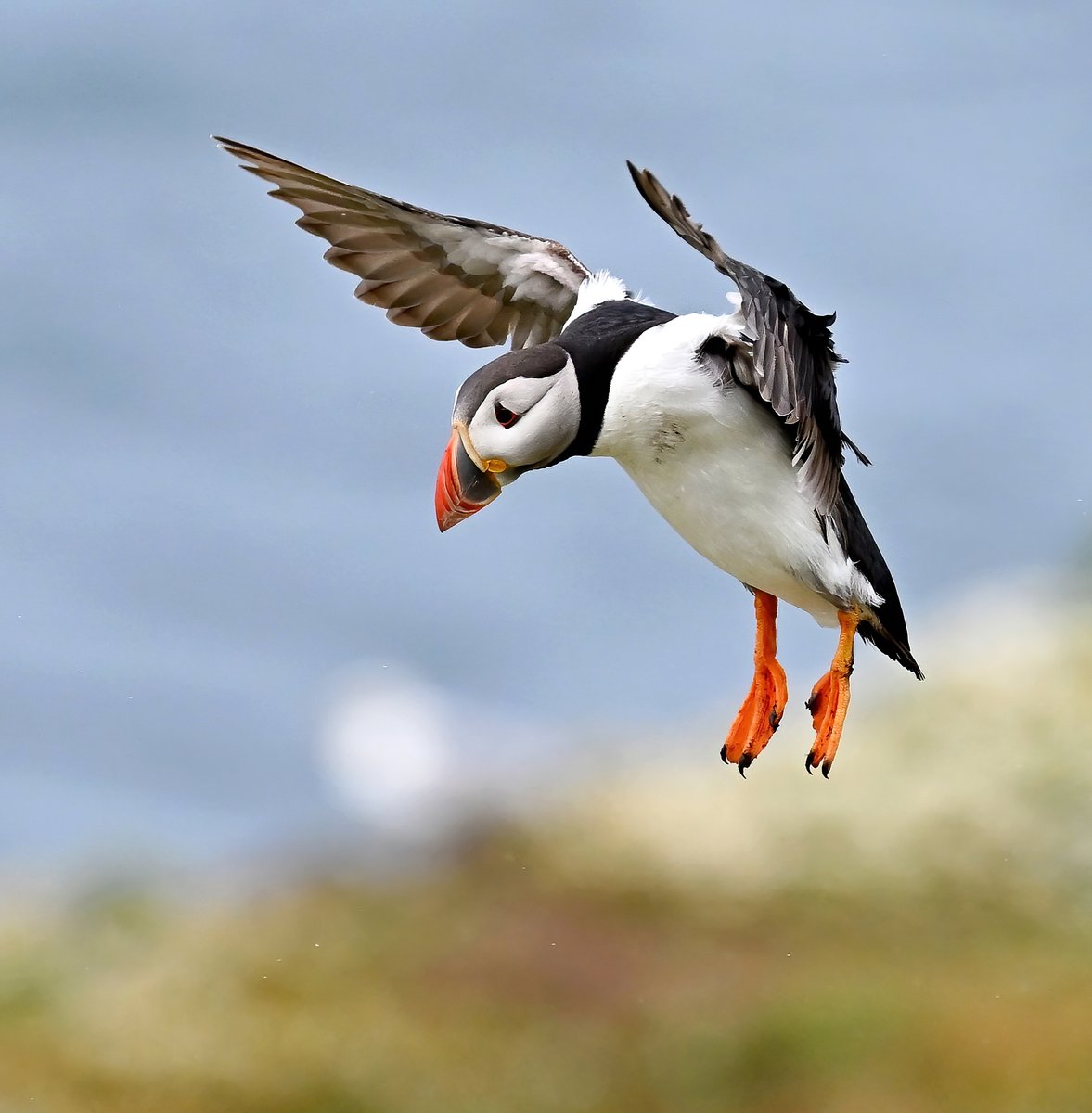 Air brakes deployed! 😀
 #TheDailyPuffin 🐦