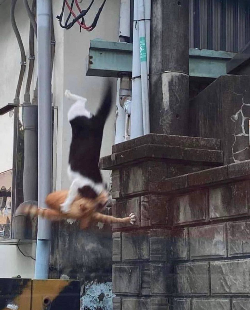 𝕬𝖕𝖔𝖈𝖆𝖑𝖞𝖕𝖘𝖊 tweet media