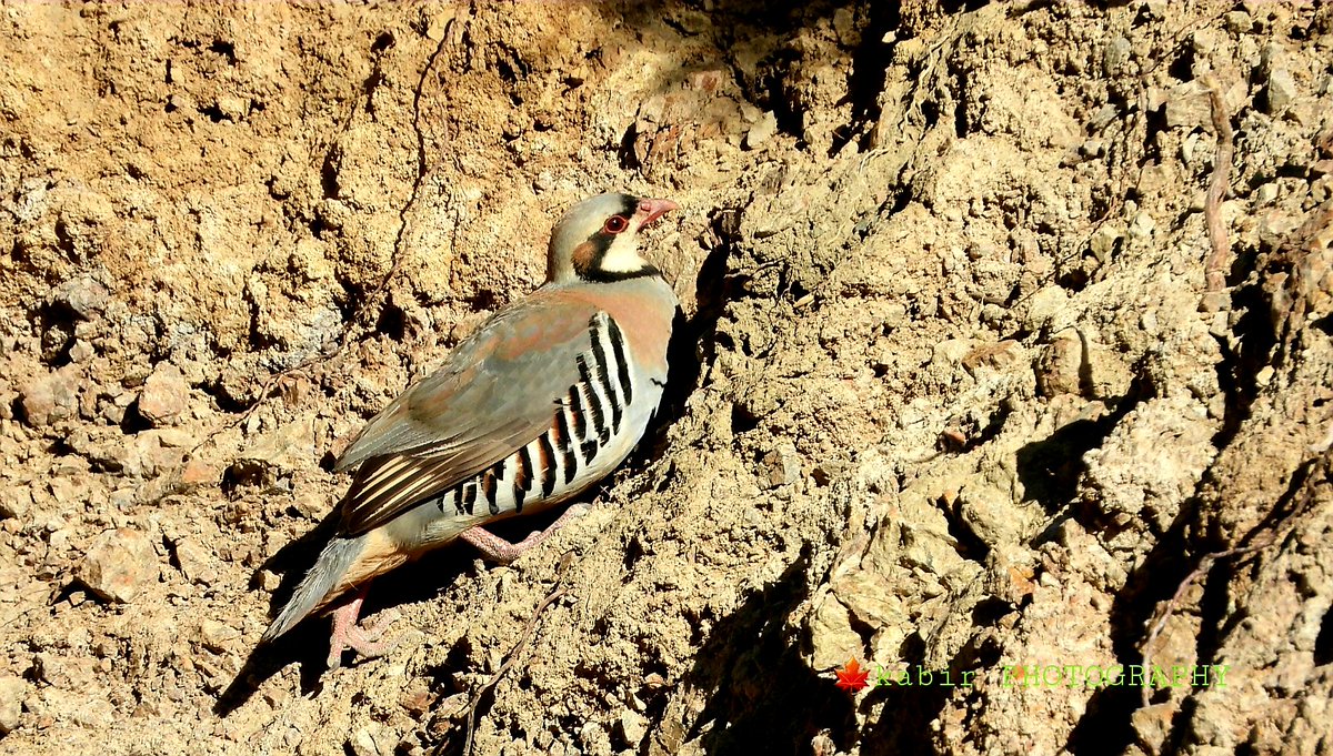 chukar partridge| National bird of Pakistan | 23