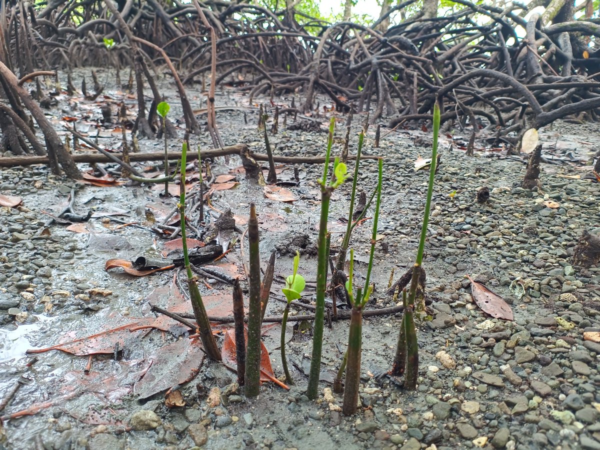 Appears as 'valley of #Ceriops seedlings'😲 (pic1) Not really, it's a selective grizing by invasive #spotteddeer on #mangroves of #Andaman (pic2) @AndamanForests @moefcc