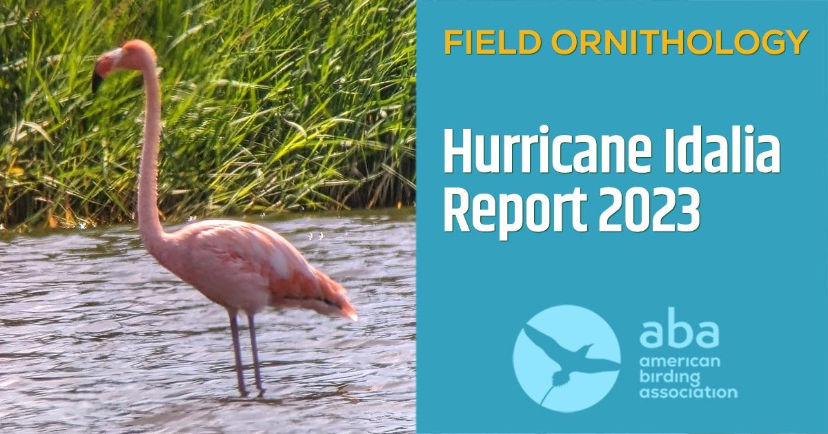 “But of all the storm birds, there is none gaudier or more glorious than American Flamingo, and perhaps no more absurd place for a pair of them to show up than Ohio”: aba.org/hurricane-idal…