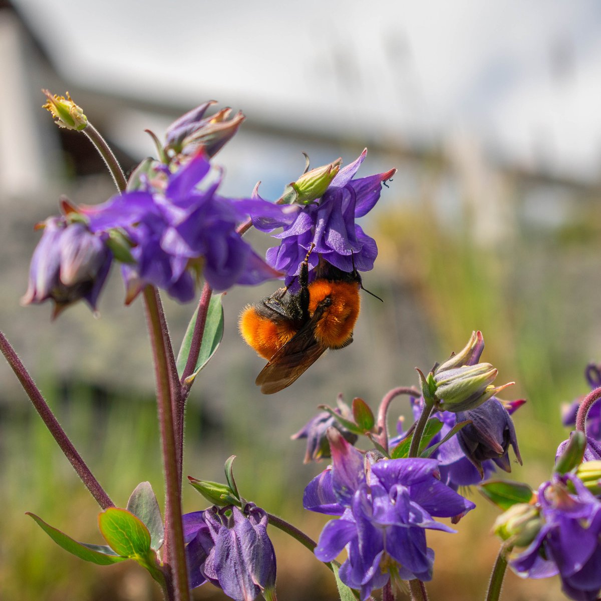Hoy es #taxojueves de especies #EnPeligroDeExtinción - Bombus dahlbomii, el abejorro nativo patagónico, comúnmente llamado "mangangá" 🧡