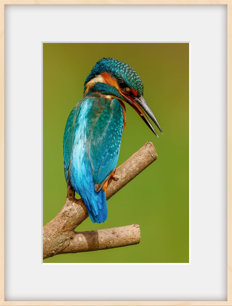 Juvenile female kingfisher.