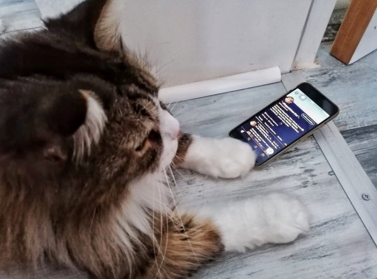 🐾MoppelchenCat🐾 tweet media