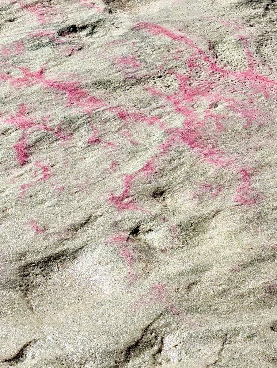 MEPjoe's tweet image. The purple sulfur bacteria looking beautiful. Nice low tide too! #goodtiming #purplesulfurbacteria