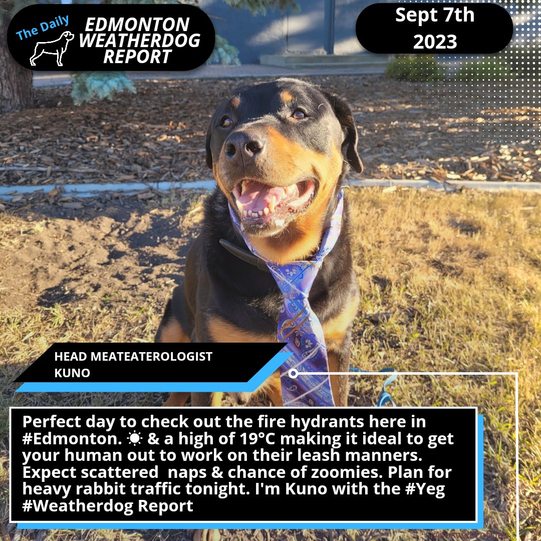 Perfect day to check out the fire hydrants here in #Edmonton. ☀️ & a high of 19°C making it ideal to get your human out to work on their leash manners. Expect scattered naps & chance of zoomies. Plan for heavy rabbit traffic tonight. I'm Kuno with the #Yeg #Weatherdog Report