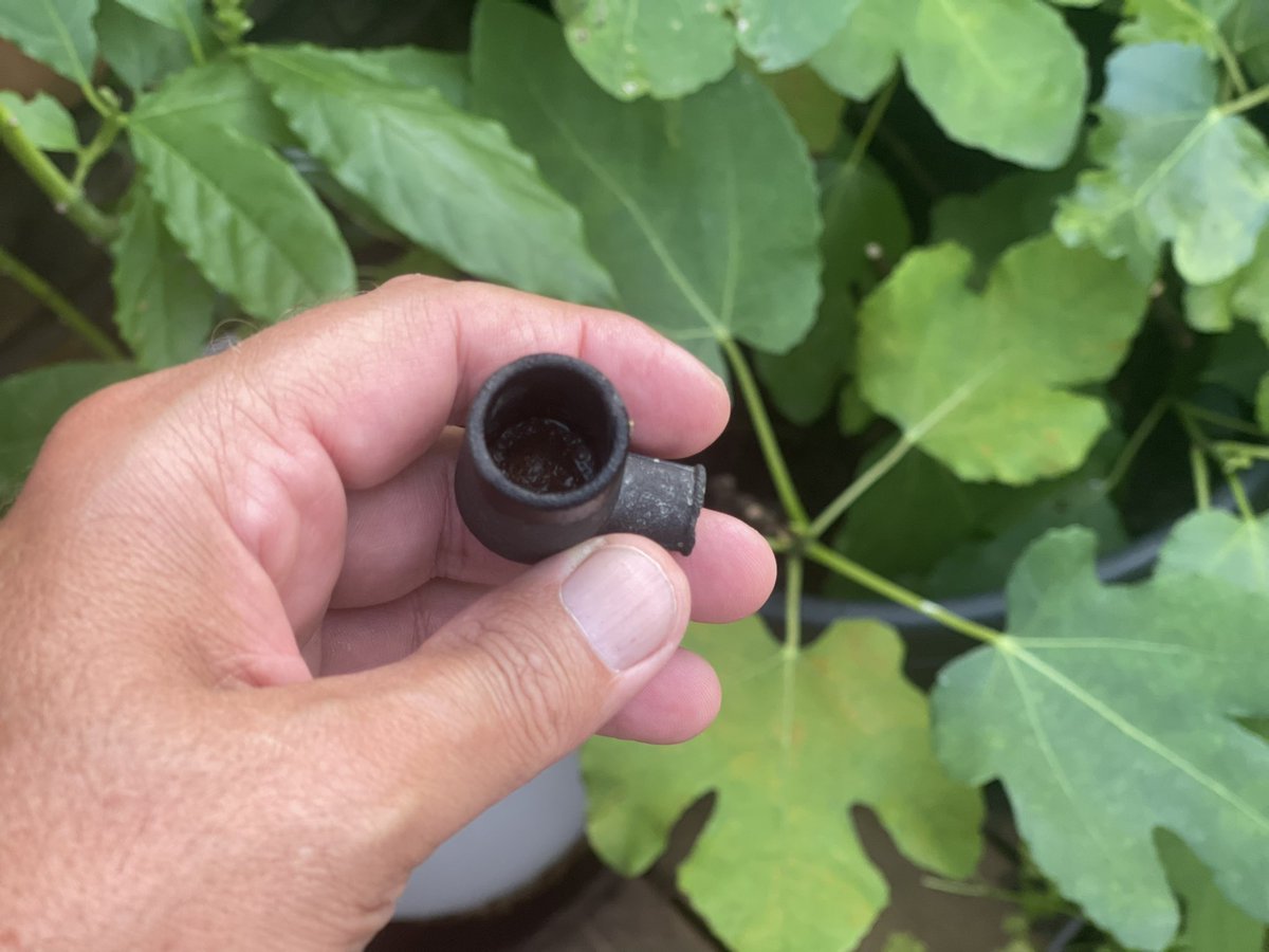 Help needed. Can you identify and date this tobacco pipe with maker’s CHAMPION I found on the Thames foreshore this afternoon please? Remains of Tobacco appears to be in the bowl still #championpipe #tobaccopipe #mudlarkingthames #metaldetectingriverthames