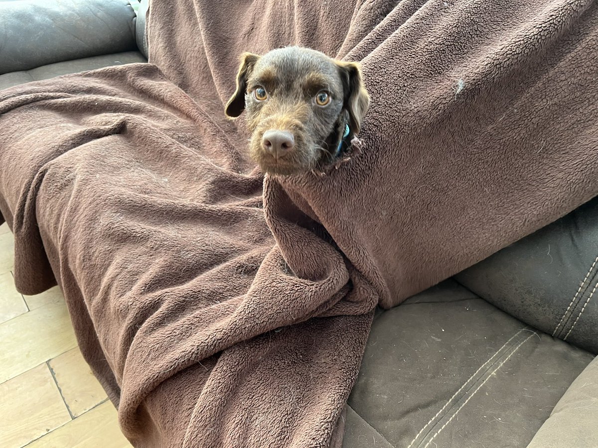 Hoomother wasn’t impressed with my handiwork apparently!!!!!