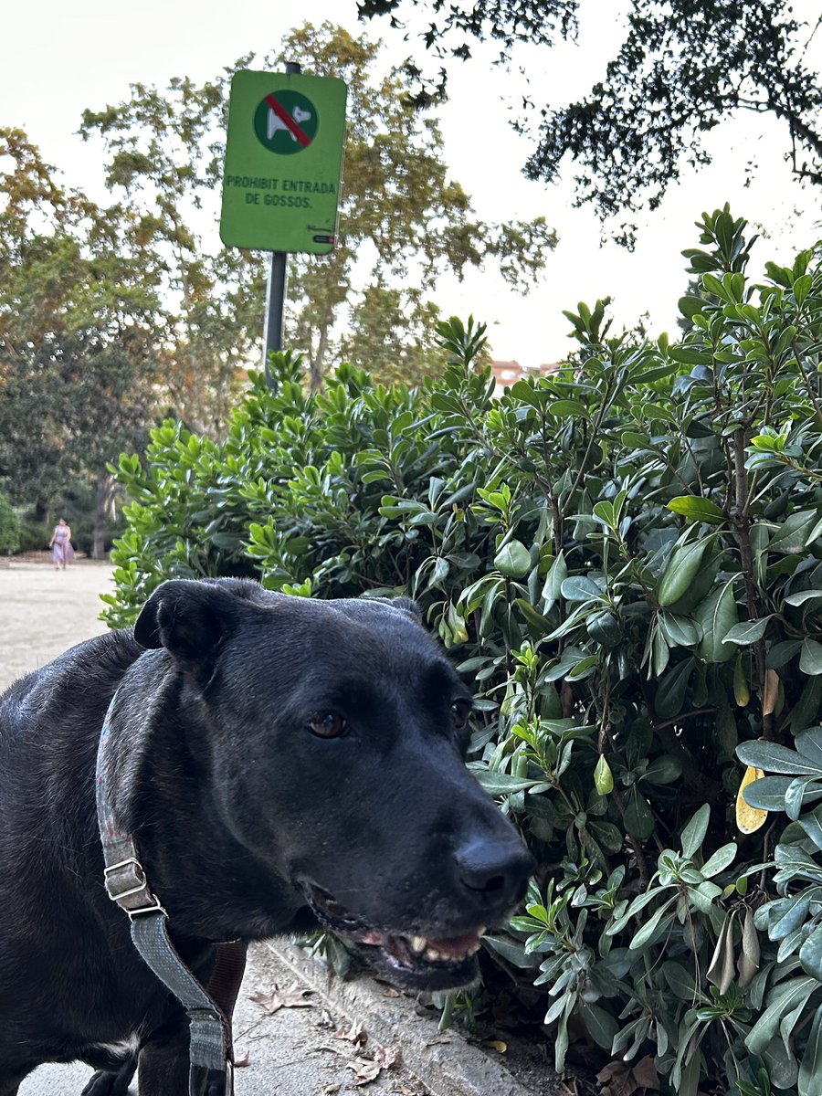 Como cada jueves, entramos en el #TuroPark de 7:30 a 9:30 pm. Colau cerró 104 parques en todo #Barcelona. Seguimos luchando por los derechos de los animales.