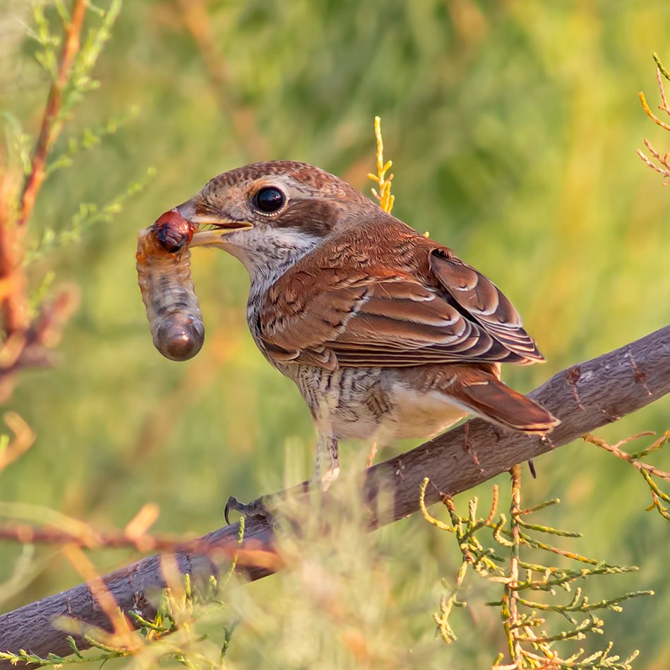 Halilalagoz80's tweet photo. Şu sıralar heryerdeler pazartesi gününden bir fotoğraf kızılsırtlı örümcekkuşu ve avı 
#birds 
#birdph https://t.co/yWUCdKrghZ