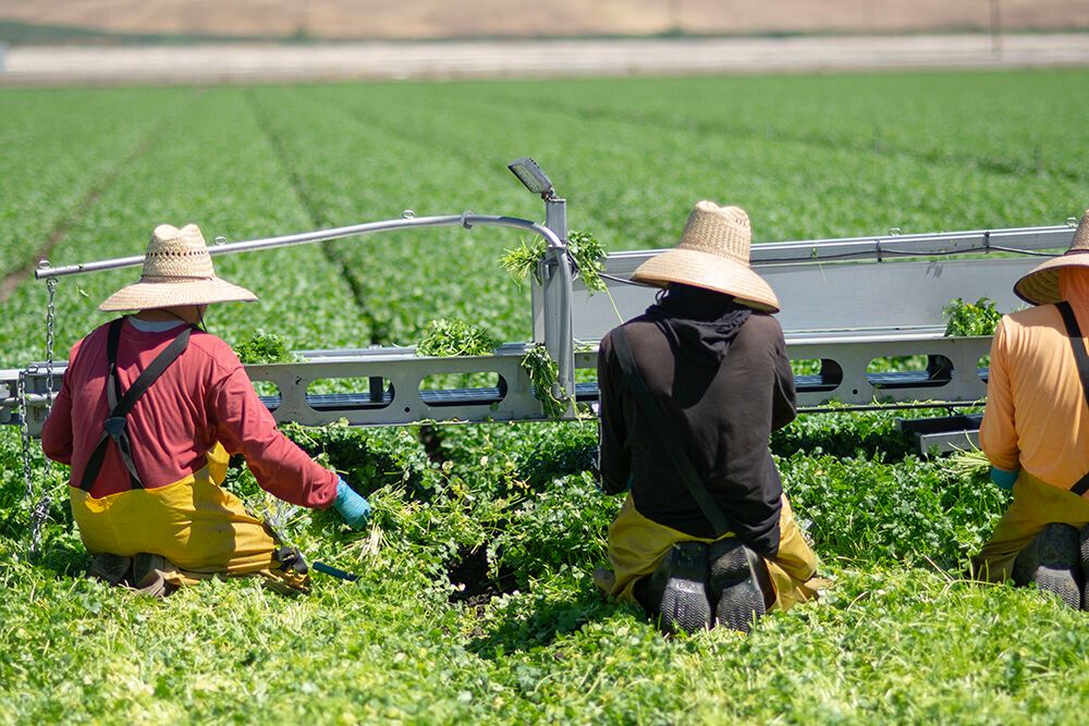 greenlightfresh's tweet photo. Are we allowed to have favorites in produce?  We can?  Okay, good, because a cilantro field is on the top of my list.  Well,I am one who can't resist cilantro in fresh salsa or a hot bowl of pho. But when you are in a cilantro field it is the smell of fresh that wins you over. https://t.co/tJEP6IJ89q