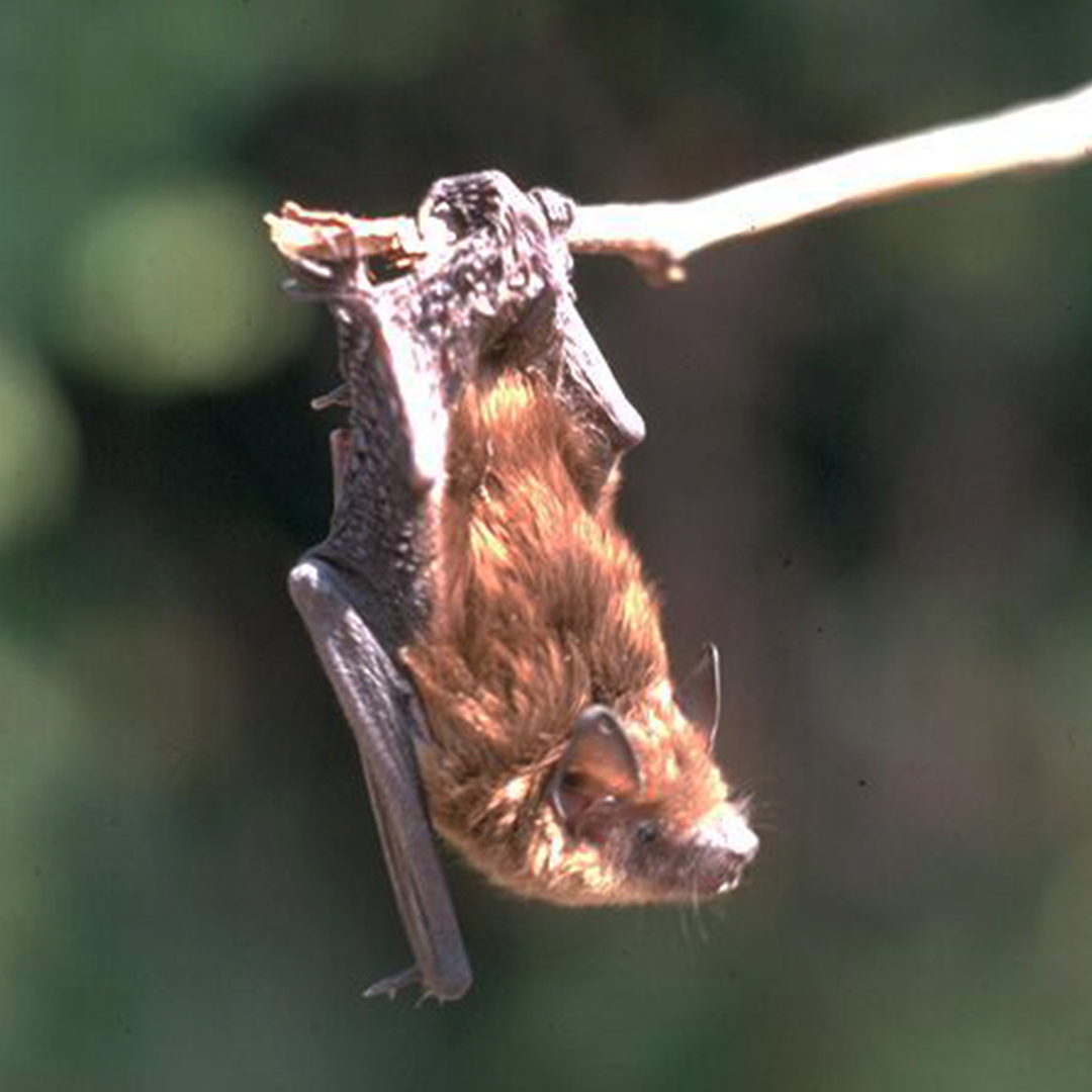 We’re kicking off our fall migration speaker series, with our own Sarah Rupert.  You’ll be introduced to many of the species that migrate through the park in fall! 
Join us tonight in the Visitor Centre theatre at 6:30 pm
ow.ly/KTng50PGV1A