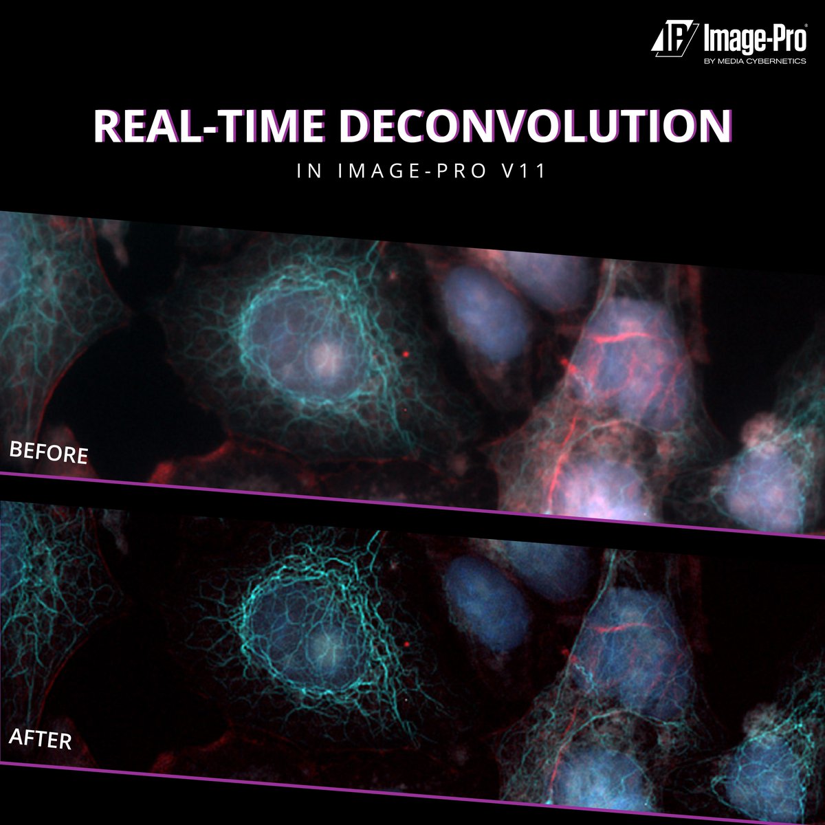 ImageAnalysis's tweet image. How sharp are your images, really? 🧐

Deliver crisp, high fidelity, fluorescent images with Real-Time Deconvolution in Image-Pro.

Talk to an imaging expert and achieve crystal-clear results today 💎 

#Deconvolution #ImageCapture #ImageAnalysis #Imaging #Microscopy