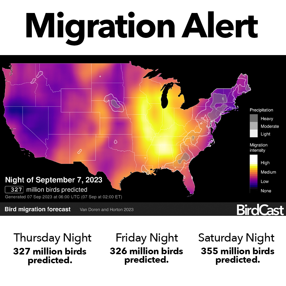 Migration Alert! Tonight thru Saturday, expect over 300 MILLION birds in the air each night. Bright lights can disorient them—make a difference by turning off non-essential lights and making windows safer.  #LightsOutForBirds #LightsOutTexas #DarkSkies birdcast.info/science-to-act…