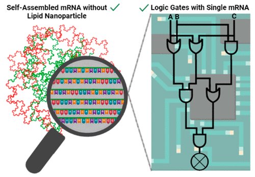 How can we implement genetic logic gates for mRNA therapeutics/vaccines for a better control, in our recent perspective paper 'Making the Next Generation of Therapeutics: mRNA Meets Synthetic Biology' in @ACSSynBio we have discussed the opportunities pubs.acs.org/doi/10.1021/ac…