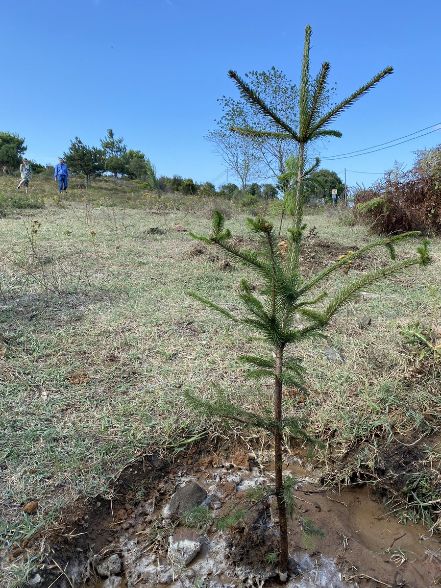 <a href="/jwm_imperial/">James Murray</a> Speakers and participants planted pine trees 🌲 in the memorial forest 🌳🌳🌳