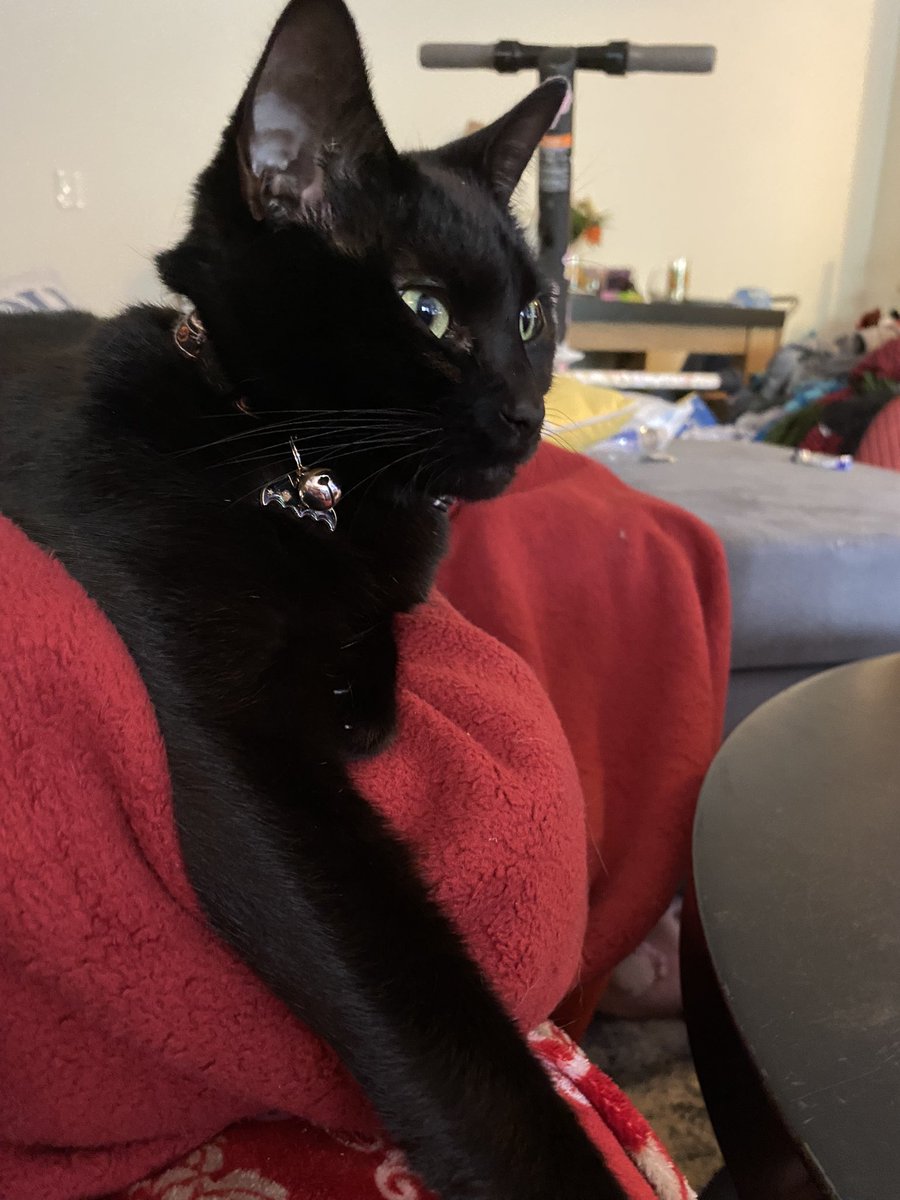resonatemuted's tweet photo. @holofox69 Hope a spooky cat helps https://t.co/uEWcVZDKJ6