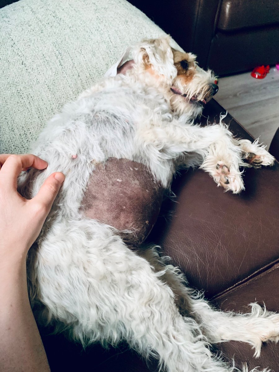 Bit worse for wear after a day at the vet, but on the mend…