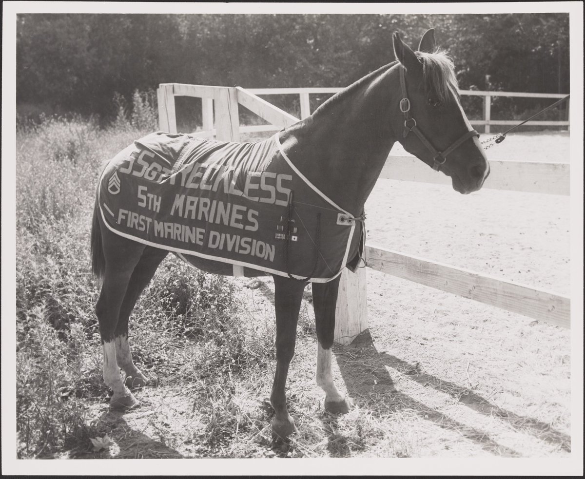 #MarineCorpsMascots #SergeantReckless #1stMarineDivision

SSgt Reckless from the Thomas F. Riley Collection (COLL/3876) at the History Division Archives. SSgt Reckless (1948-1968) was a decorated war horse that served with the Fifth Marine Regiment during the Korean War.
