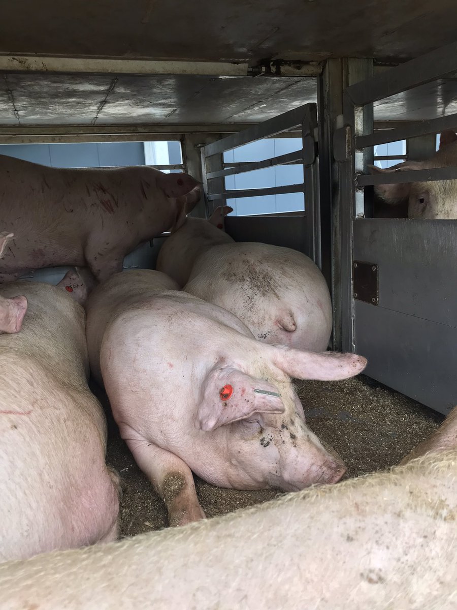 4AnimalRights8's tweet photo. @Real_AlBundy @ehrenveganer Was ihr den Tieren antut, für Geschmack und Gewohnheit 

Eure Bio Tiere zB denen es ja so gut geht 👇🏻 https://t.co/z7DMPnneU2