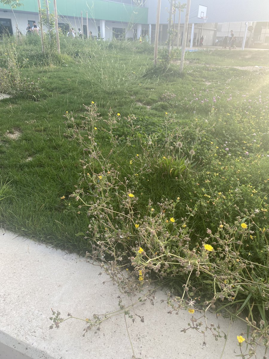 Todo el verano para cuidar “el jardín” de la ikas pero parece que no ha dado tiempo. Estoy segura <a href="/Pamplona_ayto/">Ayuntamiento de Pamplona</a> que está lleno de garrapatas 😰 #enfermedaddelyme y de las cagadas de paloma sin limpiar por todo el patio hablamos otro día