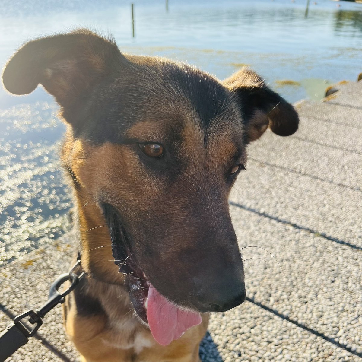 Daphne_dB's tweet photo. Ik beleef zoveel met m’n nieuwe hond Zeus dat het saai wordt om erover te vertellen. #lievelingshond #opperhond #Portugal #Groningen #brommers #bitsandbites #vishaakjes #narcose #gillendepubermeisjes #naaktstrand #hornyplaya #tetanusprik #zwemvijvers #thewolfofwesterbadstreet https://t.co/rdZBOxQgsk