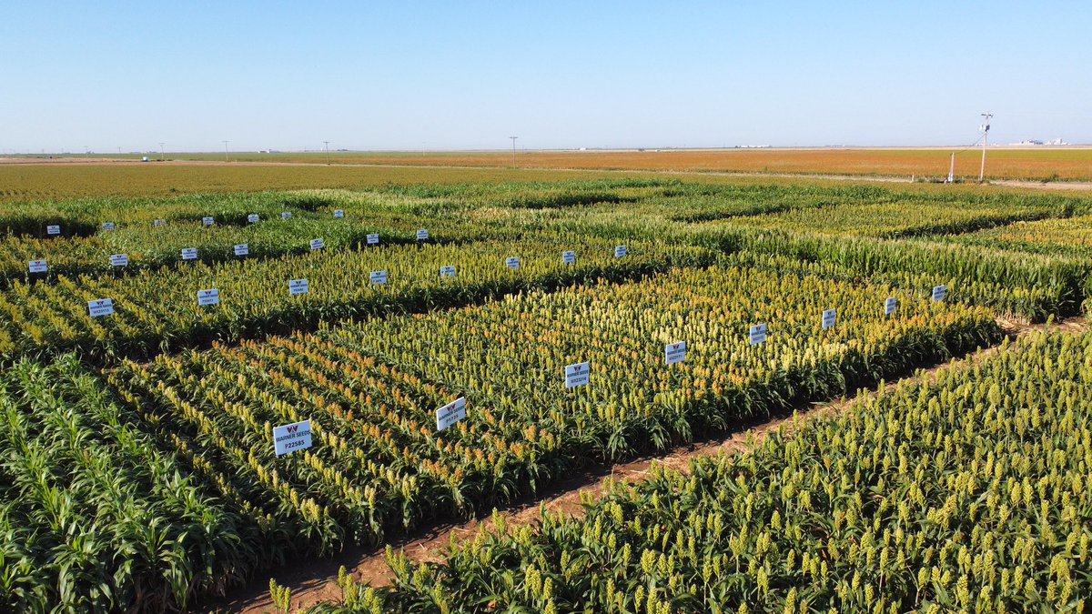 The crop is progressing slightly faster than expected, so we called in a reinforcement to keep it the the plot ready for tours next week. Excited to show the new products Warner will offer our retail partners and growers in 2024. Thanks Barry Lubbers!  <a href="/AlexSoria_TX/">Alex Soria</a> <a href="/BevelRusty/">Rusty Bevel</a>
