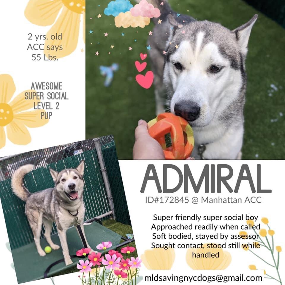 TomJumboGrumbo's tweet photo. HOURS LEFT, handsome Admiral 172845 is DELISTED in preparation TBK. A 2yo puppy with the BEST behavior rating described as "the sweetest, easiest and most loving dog", yet NYCACC won't give him the time he deserves. A Northeast family with kids age 13+ will save his life. Please pledge RT, DM @notthesameone2 or email keitholbermanndogs@gmail.com for assistance.
https://t.co/VCJ88WSvQr