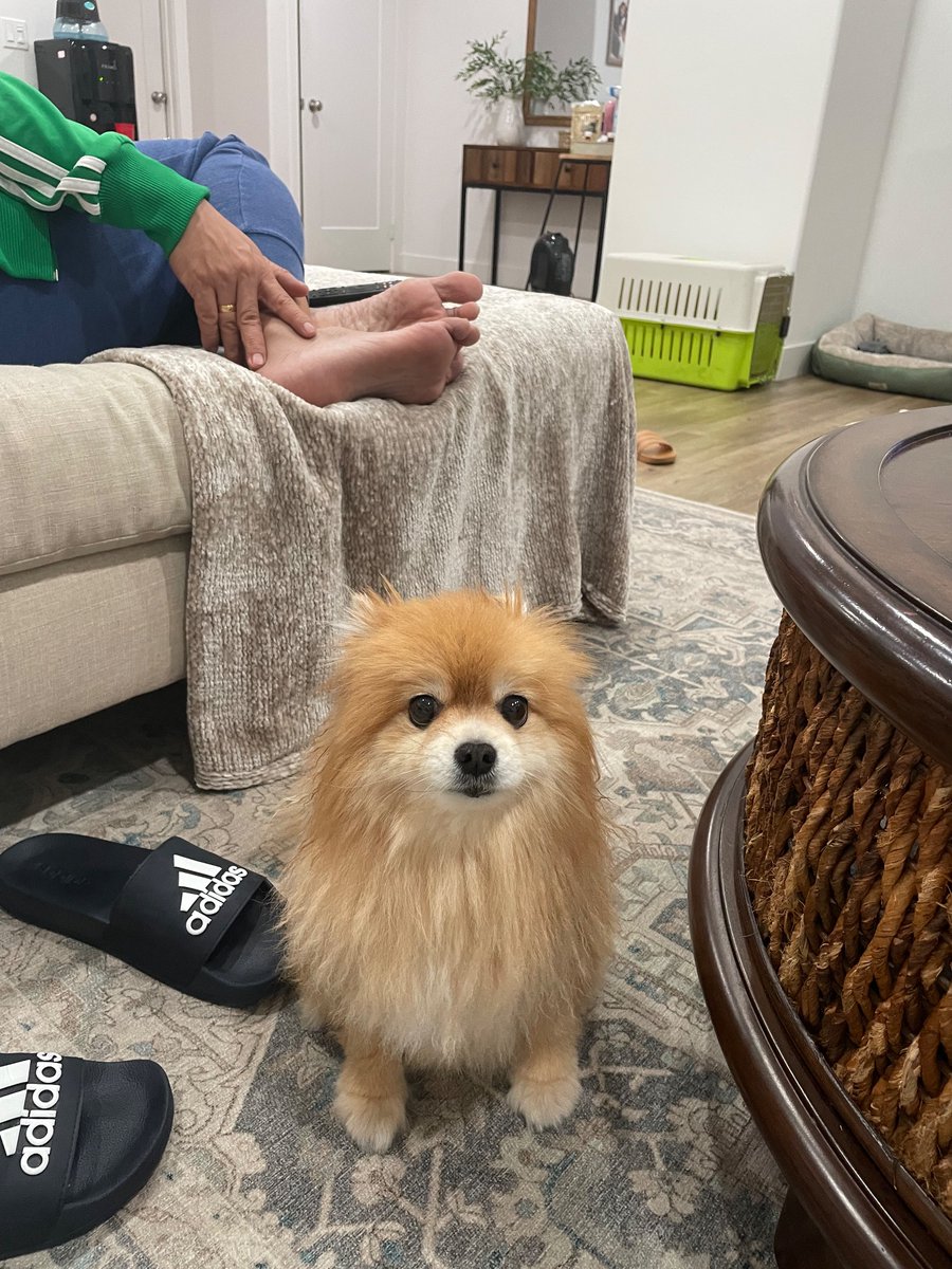 ixchilanting's tweet photo. wish I knew how to take away your pain so you could have lived longer 😭 https://t.co/dXwyKobrYp