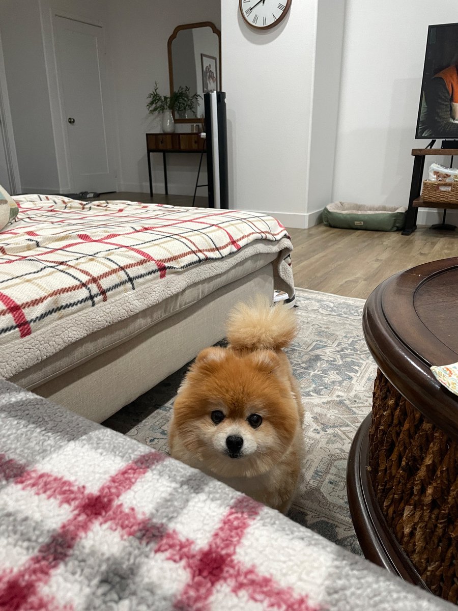 ixchilanting's tweet photo. wish I knew how to take away your pain so you could have lived longer 😭 https://t.co/dXwyKobrYp