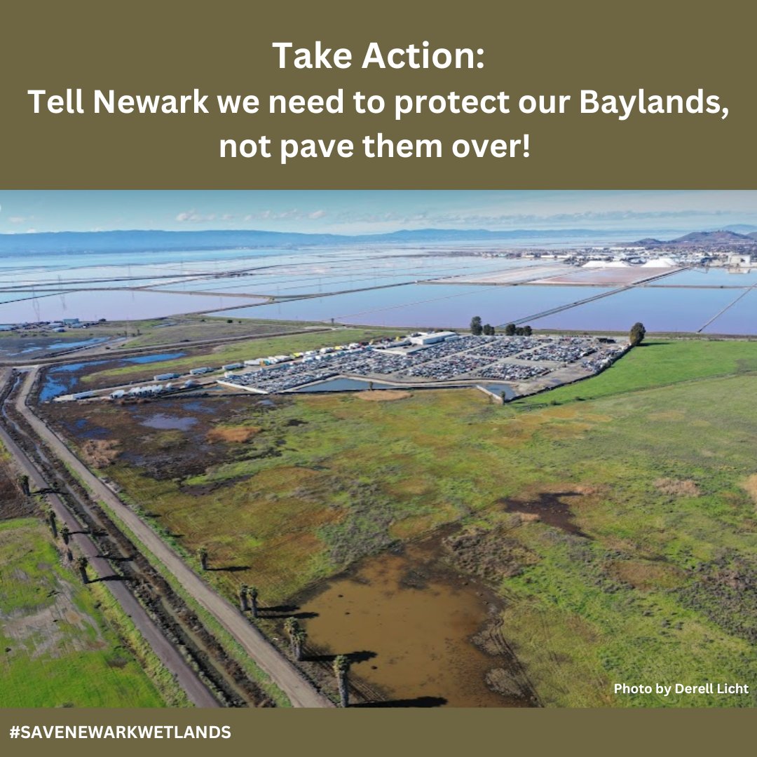 📢 Scientists say protecting Newark's baylands is critical to #SFBay's #climateresilience. However these 500+ acres are now threatened by a new development that would take away future park land & put more people at risk of #SeaLevelRise. Take action now! actionnetwork.org/petitions/tell…