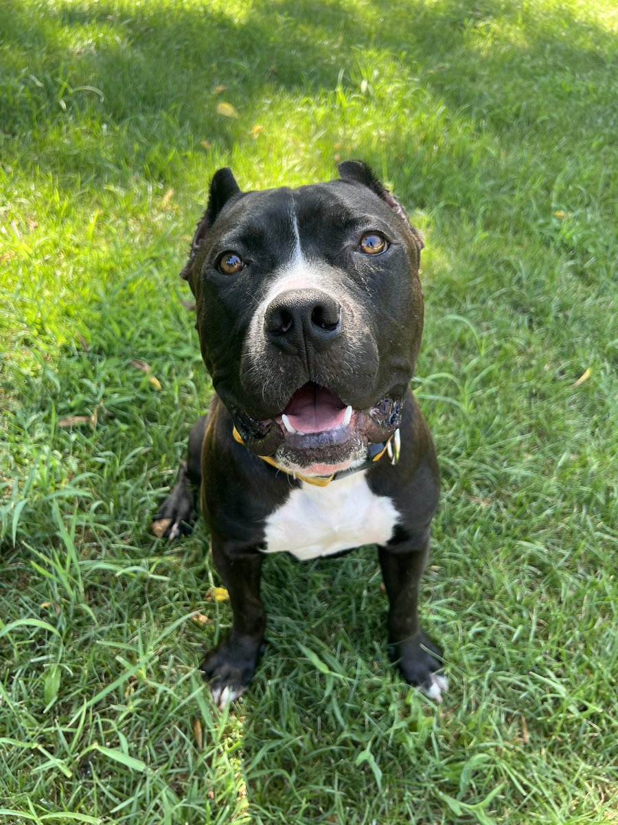 Josh Staumont tweet media