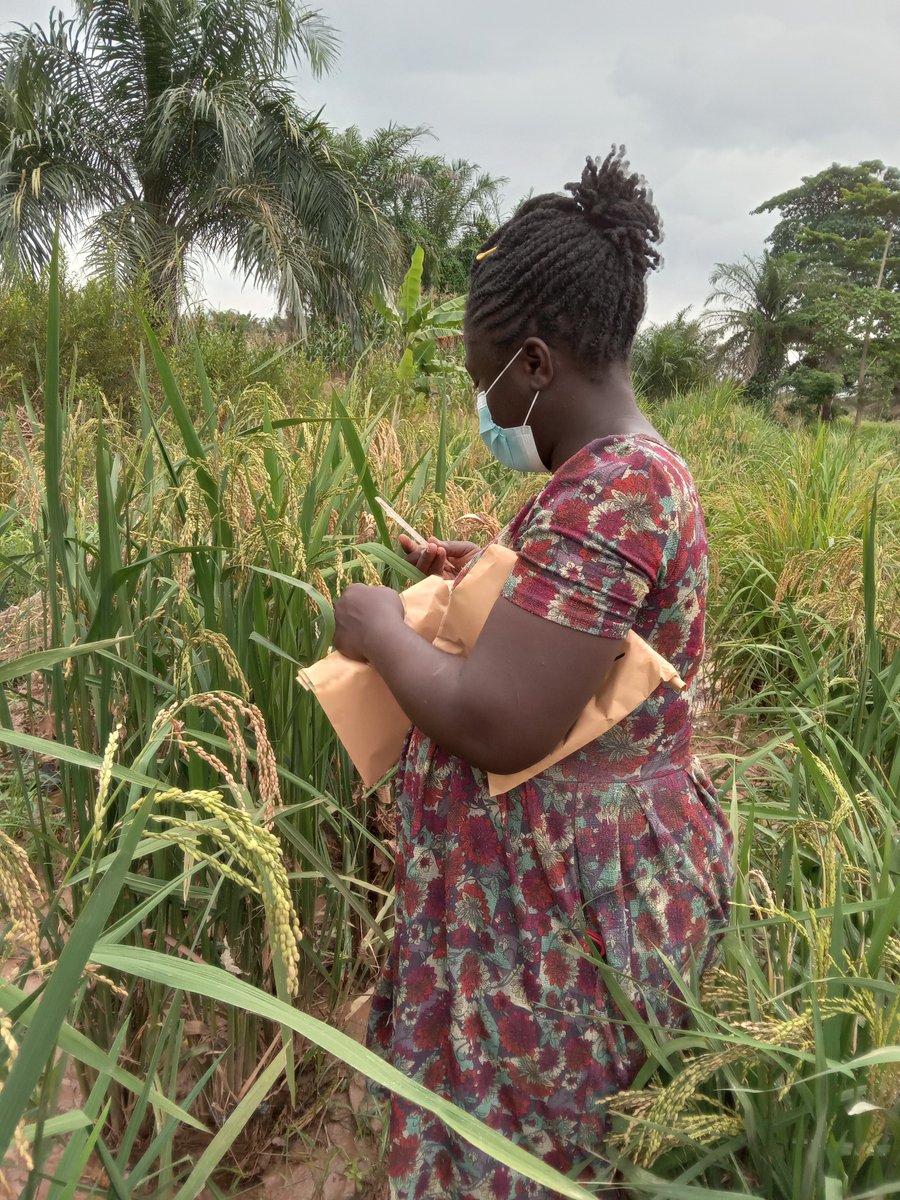 Meet Nana Muhammed Opuni, a Plant Breeding PhD student studying at the University of Ghana. Learn more about Nana's work to identify rice lines which use Nitrogen efficiently, and feel free to reach out and connect with her! @NAPlantBreeders