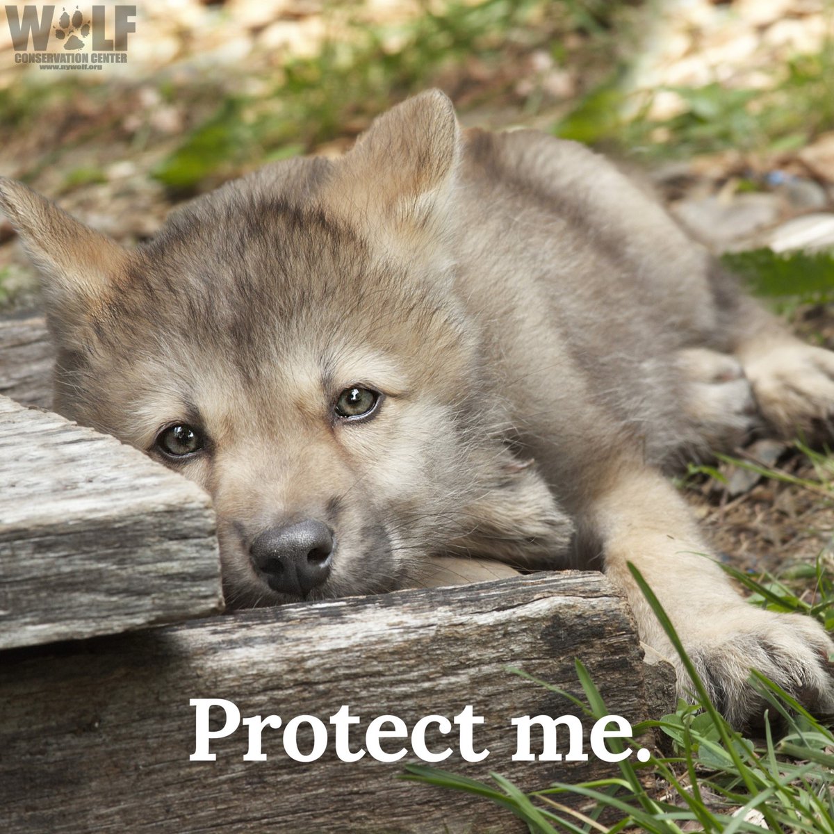 MT's rifle hunting season starts today. How many wolves will be slaughtered for fun + trophy over the next 6 months?

Call on the Biden administration to enact an emergency relisting of wolves in the Northern Rockies➡️  bit.ly/3Ojw281