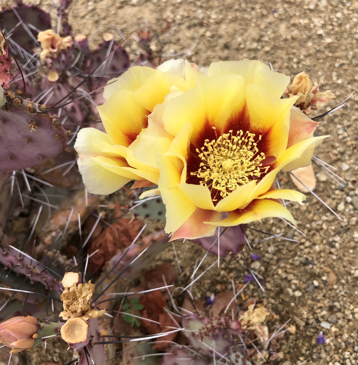 Now for shop news!There was a mix up before we left🤦🏻‍♀️Some items did not go out,we thought they did😵‍💫They are going out today&amp;tmw!TY 4 ur understanding🥰We are going to put a big moving sale together!Then the shop will be closed,until after the move,&amp;we can get it set up n AZ😍