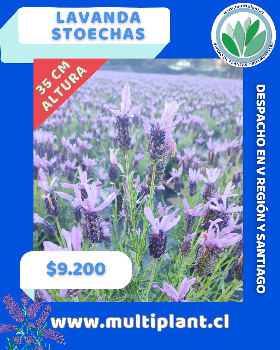 Multiplant1's tweet photo. Lavanda #Stoechas es una especialidad de nuestro #Vivero #Multiplamt 

Tiene muchos usos tanto en cocina, perfumería y aroma terapia. 

Destaca por su uso en paisajismo: acento floral de estación fría, bordes, hierba para jardines aromáticos. Atrae abejas, mariposas y pájaros. https://t.co/ZLzi7mVp7p