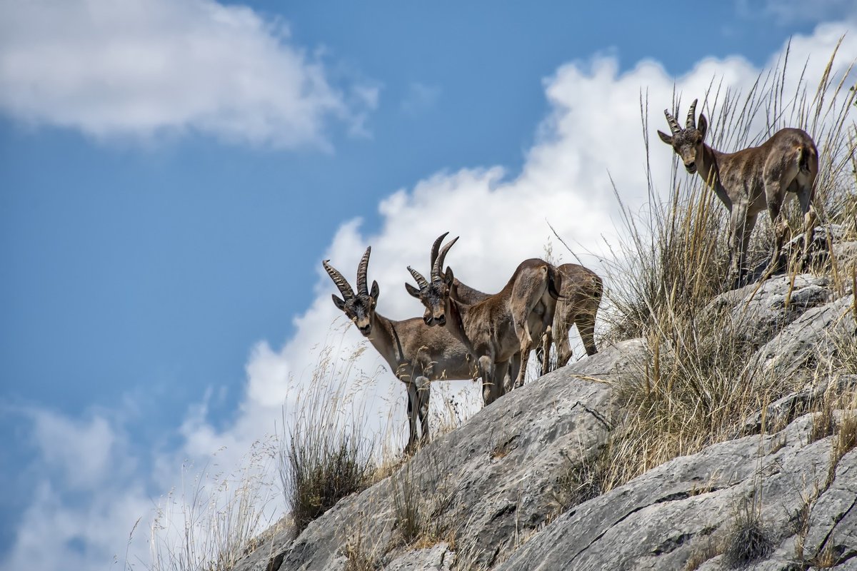 GoatsSana's tweet photo. Sana's Crescent Goats" is your go-to destination for all things goat-related! 🐐

Welcome to the world of goats, where we explore their significance, diverse species, and their invaluable contributions to society. This page is curated by Shahrukh Shaikh. #goat_love https://t.co/CyOA8WBZCu