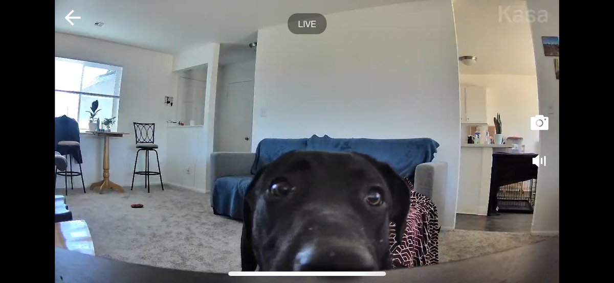 Creecrop's tweet photo. Dog camera https://t.co/8dRNTunvsX