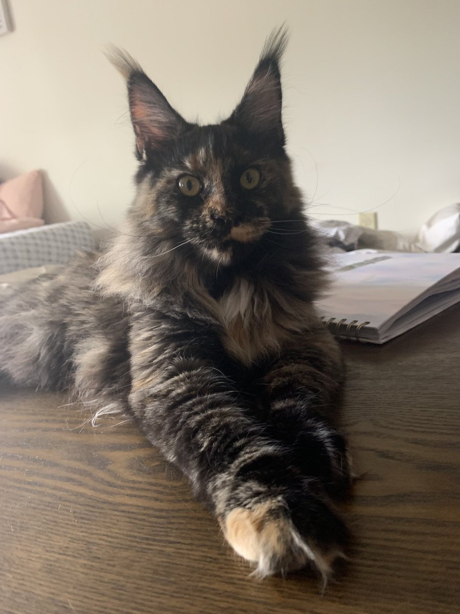 Tabby and Tuxedo Cat (@tabby_tuxedocat) / Posts / X