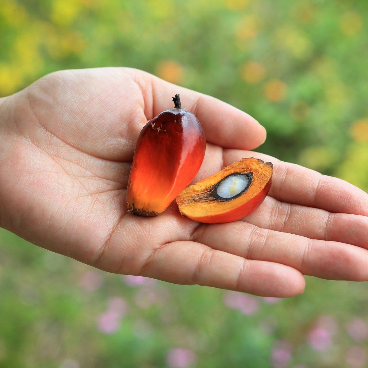 Just in case you'd never seen the inside of a palm oil seed before⬇️ This amazing seed is what makes safe, natural soap possible! #palmoil #borneo #soap #clean