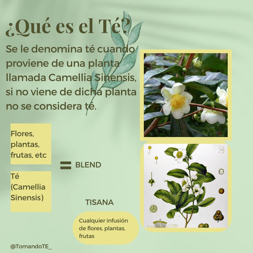 El té es un placer sencillo que aprecian aquéllos que saben degustar la simplicidad, y que valoran la refinación y la diferencia esencial que implican los pequeños detalles.