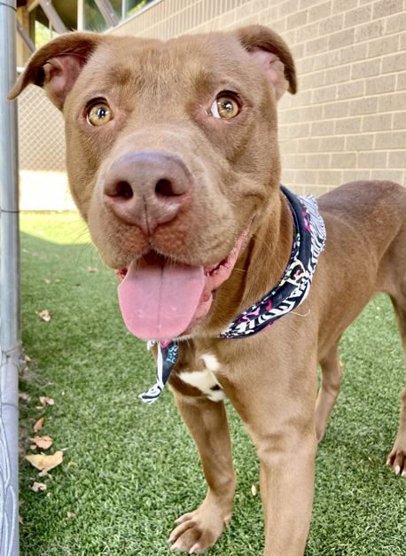Parks Paws Pet of the Week! 🐾 Meet Trevino🐾
He is a 1yr old male Pit/Terrier mix. This easy going, social guy is waiting for his family. For info on this guy visit: spr.ly/0106