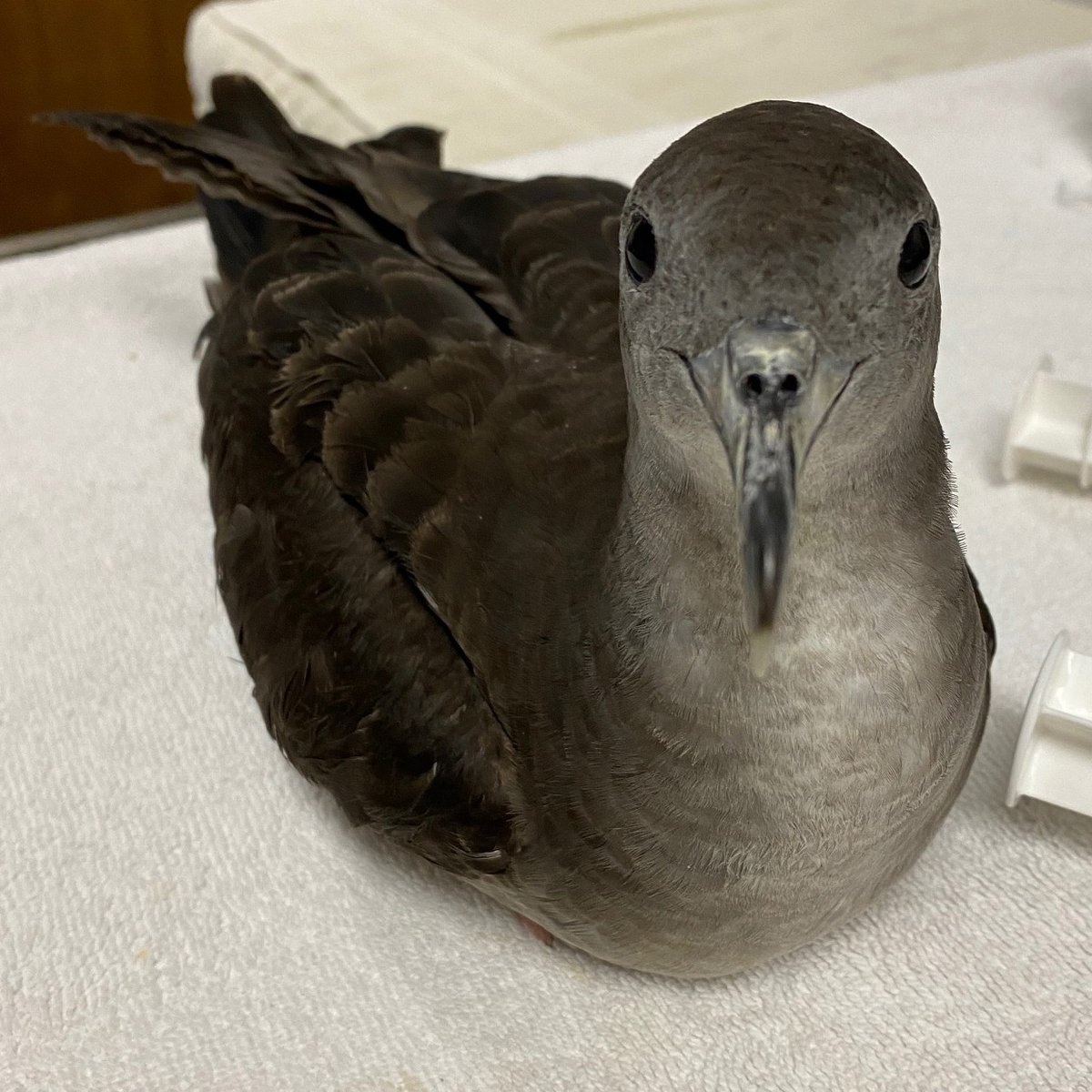 hawaiigeek's tweet photo. Joining us for the first time is the @HWCenter, providing emergency response, medical, and rehabilitative care for native birds and bats! Meet them at the 15th Hawaii Geek Meet on Sunday, Sept. 24, 2023 at Magic Island! #hawaiiwildlife #hawaiibirds #hawaiigeek #higeek #higeek2023 https://t.co/WhFOpo7Z0z