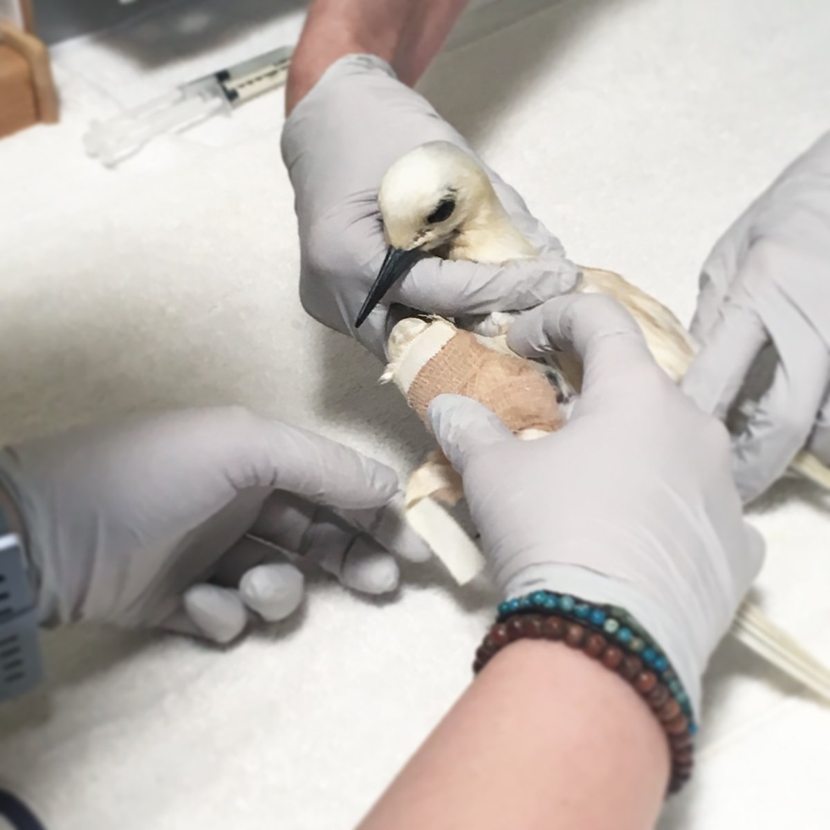 hawaiigeek's tweet photo. Joining us for the first time is the @HWCenter, providing emergency response, medical, and rehabilitative care for native birds and bats! Meet them at the 15th Hawaii Geek Meet on Sunday, Sept. 24, 2023 at Magic Island! #hawaiiwildlife #hawaiibirds #hawaiigeek #higeek #higeek2023 https://t.co/WhFOpo7Z0z