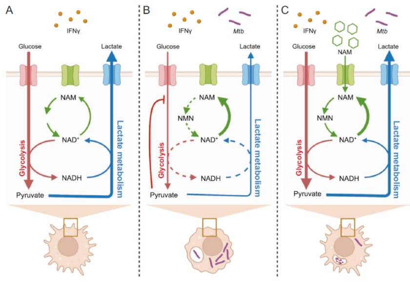 Steyn Lab (@steyntblab) on Twitter photo New publication🚨#Mycobacterium #tuberculosis disrupts myeloid-cell #immunometabolism via NAD(H) & lactate metabolism and suggests Nicotinamide as a promising #HDT for #TB. Congratulations <a href="/hayden_pacl/">Hayden Pacl</a> and the team👏<a href="/UABMicrobiology/">UAB Microbiology</a> <a href="/AHRI_News/">Africa Health Research Institute</a> <a href="/NatureComms/">Nature Communications</a> nature.com/articles/s4146… New publication🚨#Mycobacterium #tuberculosis disrupts myeloid-cell #immunometabolism via NAD(H) & lactate metabolism and suggests Nicotinamide as a promising #HDT for #TB. Congratulations <a href="/hayden_pacl/">Hayden Pacl</a> and the team👏<a href="/UABMicrobiology/">UAB Microbiology</a> <a href="/AHRI_News/">Africa Health Research Institute</a> <a href="/NatureComms/">Nature Communications</a> nature.com/articles/s4146…