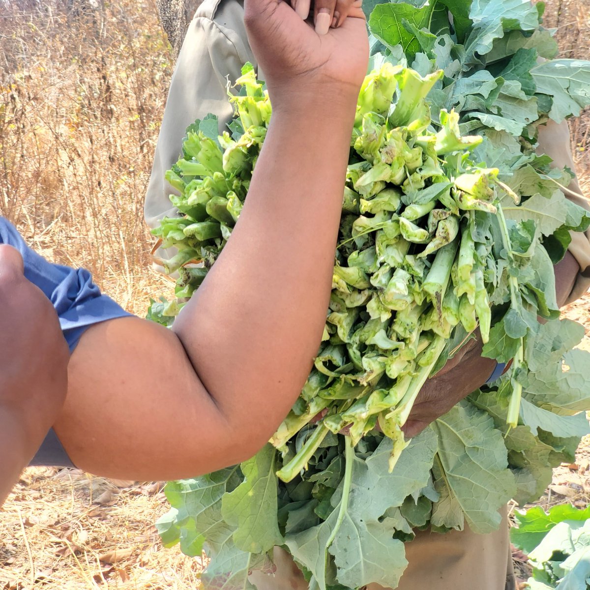 Rape Rampart for the Mbare market. Bundle selling at usd1.50. Stalk end should be at least 20cm x 20cm. #leafyvegetables #Mbaremusika #womenwhofarm