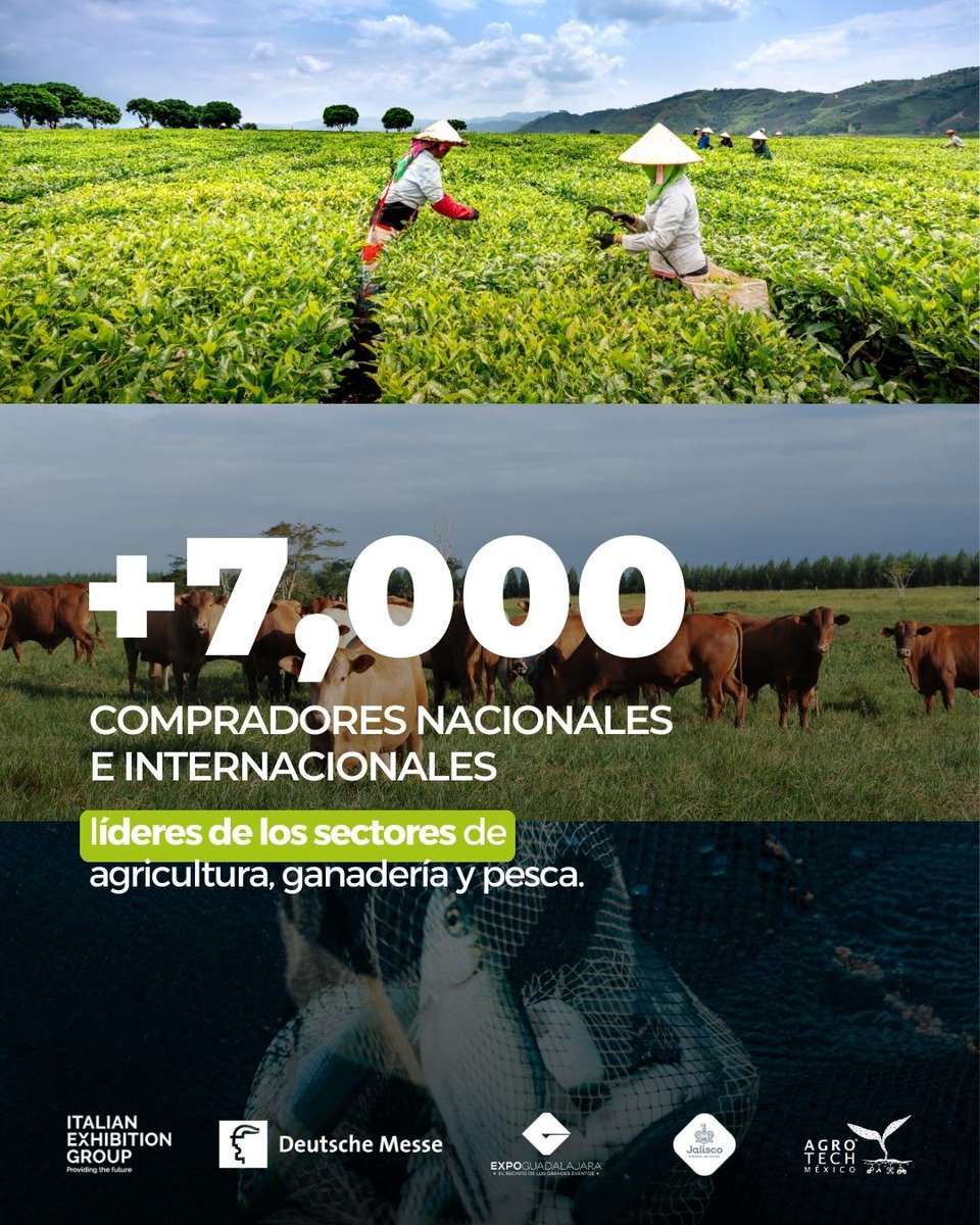 AgroTech_mx's tweet photo. ¡Aprovecha esta oportunidad única en Agrotech 2024! 🌍🌾

🤝Conecta con más de 7,000 compradores #nacionales e #internacionales líderes en los sectores de agricultura, ganadería y pesca🌱🎣.

¡No te pierdas la oportunidad de establecer una red de negocio de alto nivel!

#Agrotech https://t.co/jPKokwAXjy